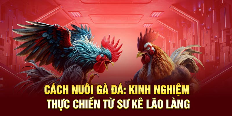 Mẹo Nuôi Gà Đá: Kinh Nghiệm Thực Chiến Từ Sư Kê Lão Làng 3 Cách nuôi gà đá