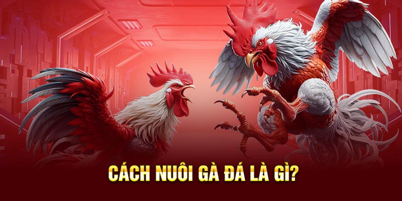Mẹo Nuôi Gà Đá: Kinh Nghiệm Thực Chiến Từ Sư Kê Lão Làng 1 Mẹo nuôi gà đá là gì?
