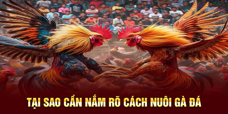 Mẹo Nuôi Gà Đá: Kinh Nghiệm Thực Chiến Từ Sư Kê Lão Làng 4 Tại sao cần nắm rõ mẹo nuôi gà đá