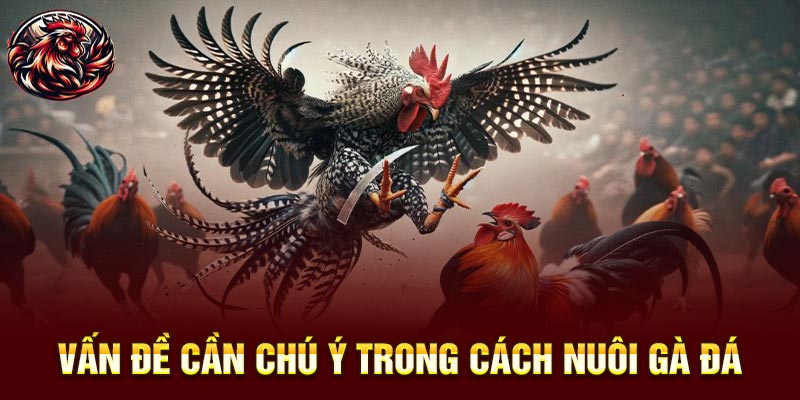 Mẹo Nuôi Gà Đá: Kinh Nghiệm Thực Chiến Từ Sư Kê Lão Làng 2 Vấn đề cần chú ý trong mẹo nuôi gà đá